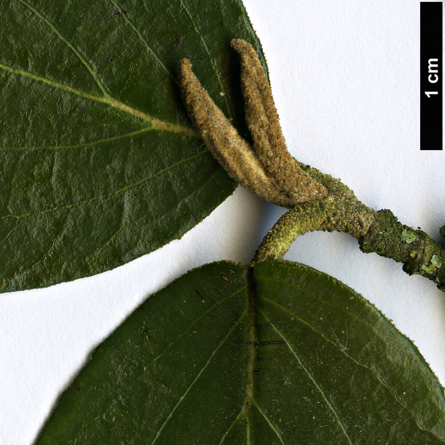 High resolution image: Family: Adoxaceae - Genus: Viburnum - Taxon: ×burkwoodii (V.carlesii × V.utile)